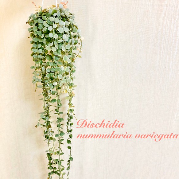 ディスキディア『ヌンムラリア斑入り』インテリア　観葉植物　壁掛け(No.298) 1枚目の画像