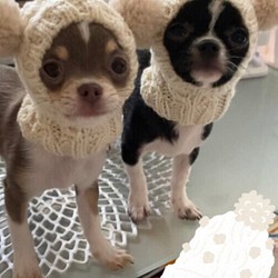 マロンさま専用 差額分■ ツインテールのフェアリー帽子 ■ 犬 ニット帽 ぼうし 小型犬 耳カバー スヌード 1枚目の画像