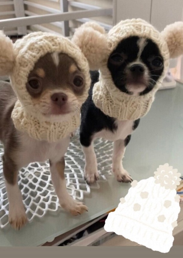 マロンさま専用 差額分■ ツインテールのフェアリー帽子 ■ 犬 ニット帽 ぼうし 小型犬 耳カバー スヌード 1枚目の画像