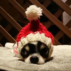 即納♪ 期間限定 クリスマス 帽子 ■ 手編みスヌード ■ イタグレ チワワ ウエア Xmas ニット帽 コスプレ 犬 1枚目の画像