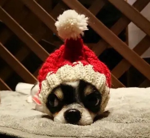 即納♪ 期間限定 クリスマス 帽子 ■ 手編みスヌード ■ イタグレ チワワ ウエア Xmas ニット帽 コスプレ 犬 1枚目の画像
