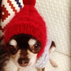 大人気♪ ◆ モヘア で妖精風 ラブリー スヌード ◆手編み ミニピン イタグレ 小型犬 ウエア 帽子 ニット帽 被り物 1枚目の画像