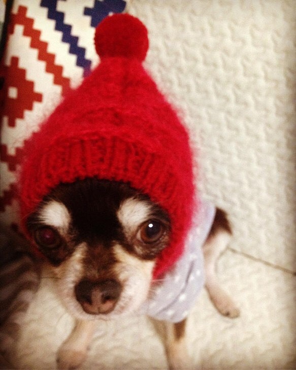 大人気♪ ◆ モヘア で妖精風 ラブリー スヌード ◆手編み ミニピン イタグレ 小型犬 ウエア 帽子 ニット帽 被り物 1枚目の画像