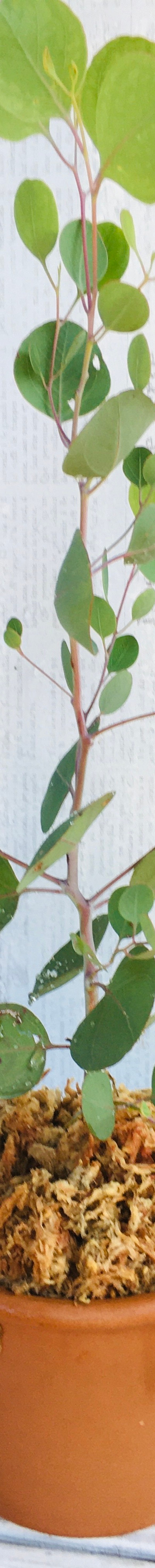 ⑩ ユーカリポポラス特大苗木 最高等級 - 植物/観葉植物