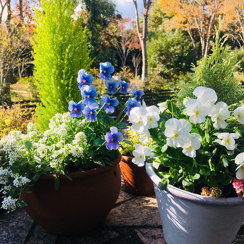 季節のお花 寄せ植え 冬の王道 コニファーとビオラとアリッサムで作りました フラワー リース Chamomile 通販 Creema クリーマ ハンドメイド 手作り クラフト作品の販売サイト