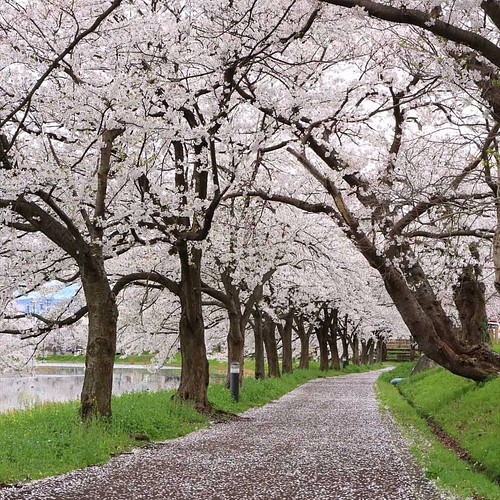 並木雪朝」A1サイズプリント写真のみ 写真・グラフィック yamanaka