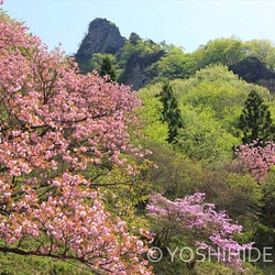 【額装写真】新緑と八重桜のコントラスト 1枚目の画像