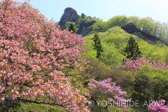 【額装写真】新緑と八重桜のコントラスト 1枚目の画像