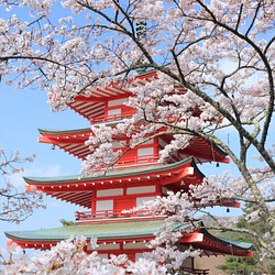 【額装写真】桜覆う五重塔 1枚目の画像