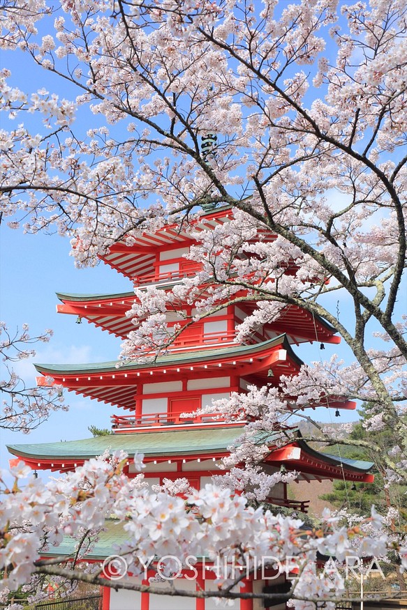 【額装写真】桜覆う五重塔 1枚目の画像