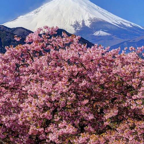 額装写真】西平畑公園の河津桜と富士山 写真・グラフィック ARA 通販