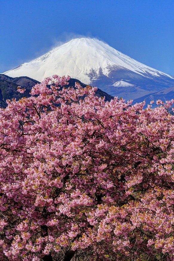 【額装写真】西平畑公園の河津桜と富士山 1枚目の画像