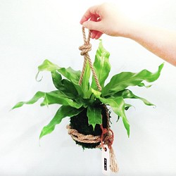 球形盆植物：植物戰士-山蘇蕨菜球 第1張的照片