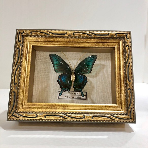 蝶　標本タイプ額　（カラスアゲハ） 1枚目の画像