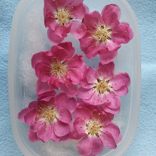 限定】桃の花のドライフラワー その他素材 Lico.la-nature 通販 