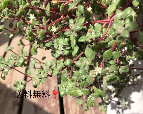 多肉植物 白いお花もかわいい❤️ブロウメアナ カット苗 50本❣️