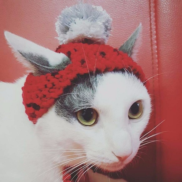 貓咪手作毛線毛球帽 第1張的照片