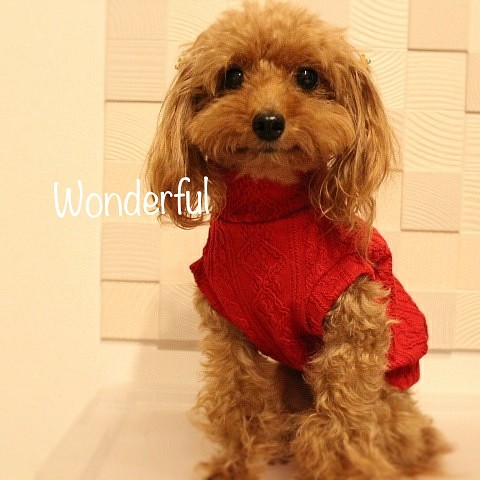 展示品　犬服　アラン柄ハイネックニット（タンクトップ袖）小型犬　レッド 1枚目の画像