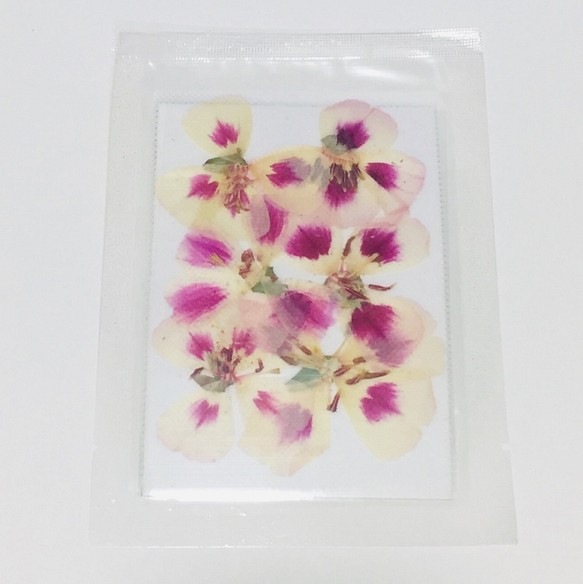 押し花　ドライフラワー　DIY用　ピンク＆紫ミックス　大 1枚目の画像
