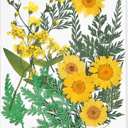 ドライフラワー　押し花　DIY用　黄色系ミックス 1枚目の画像