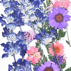 ドライフラワー　押し花　DIY用　紫系ミックス 1枚目の画像
