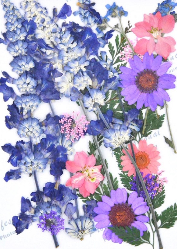 ドライフラワー　押し花　DIY用　紫系ミックス 1枚目の画像
