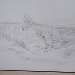 眠り猫　昼寝　鉛筆画　インチサイズ 1枚目の画像