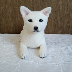 羊毛フェルト　日本犬　紀州犬　白い犬 1枚目の画像