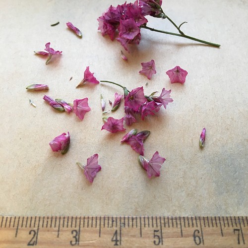 花材 ナチュラルドライフラワー ハイブリッドスターチスのこぼれ花 その他素材 Dried Flower Natur 通販 Creema クリーマ ハンドメイド 手作り クラフト作品の販売サイト