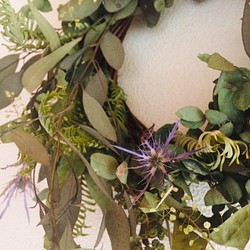 ユーカリのドライグリーン wreathe 1枚目の画像