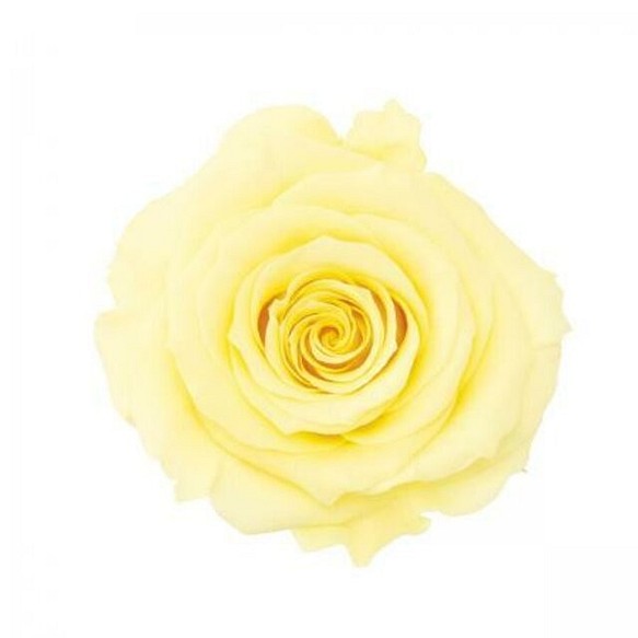 約4.5ｃｍ　１輪　モーニング　イエロー　黄色　バラ・薔薇 　プリザーブドフラワー 1枚目の画像