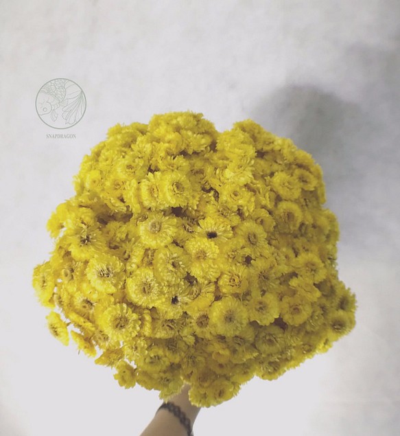 黃寶石 義大利蠟菊乾燥花材 乾燥花材 花藝設計乾燥花DIY 第1張的照片
