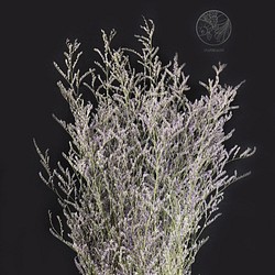 淡紫卡斯比亞 卡斯比亞 乾燥花材 網拍背景 花藝佈置 居家裝飾 花藝設計 金魚草製花工作室 第1張的照片