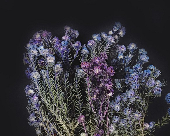 藍紫小木棉 小木棉 乾燥花材 網拍背景 花藝佈置 居家裝飾 花藝設計 金魚草製花工作室 第1張的照片