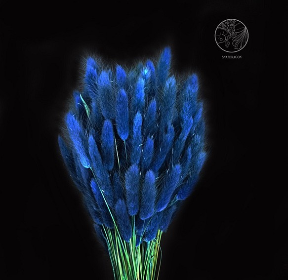 進口兔尾草-深海藍 兔尾草 乾燥花材 花藝設計 花藝佈置 網拍背景 金魚草製花工作室 第1張的照片