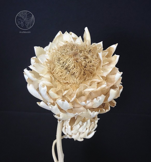 南非大帝王花 特殊花材 巨大乾燥花材 花藝設計 佈置設計 網拍佈置 金鱼草製花工作室 第1張的照片