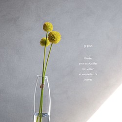 咲き続けるクラスペディア(ビリーボタン)　マジカルウォーター　癒しのフラワーインテリア　アーティフィシャルフラワー 1枚目の画像