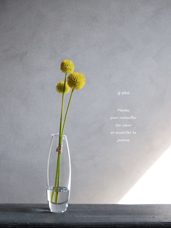 咲き続けるクラスペディア(ビリーボタン)　マジカルウォーター　癒しのフラワーインテリア　アーティフィシャルフラワー 1枚目の画像