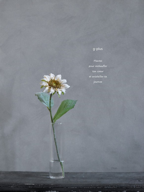 咲き続ける白いひまわり(向日葵)　癒しのフラワーインテリア 1枚目の画像