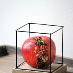 タニクアップル！？ 赤いリンゴと多肉植物　 1枚目の画像