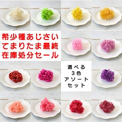 希少種 山アジサイ てまりたま プリザーブド 全11色から 選べる3点１０００円 紫陽花 アジサイ その他素材 あじさいや 通販 Creema クリーマ ハンドメイド 手作り クラフト作品の販売サイト