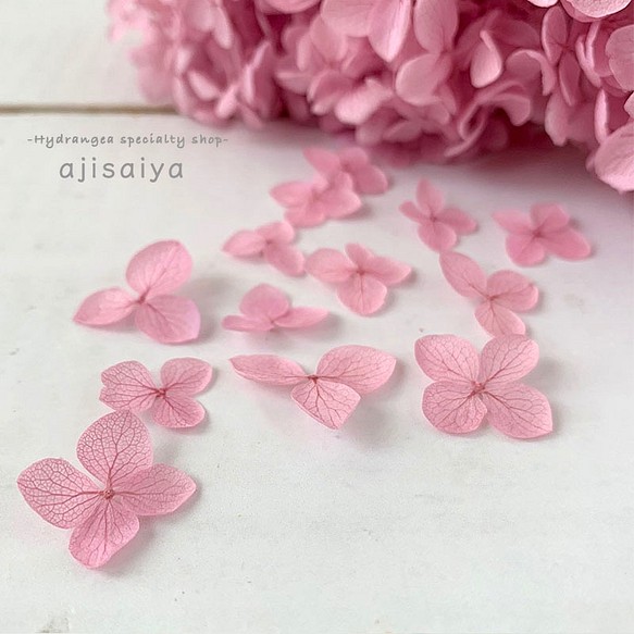 繡球花瓣【國產安娜貝爾蘭花40張】繡球花的幸運分享Michinoku繡球花 第1張的照片