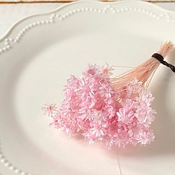 春のパステル花材　ブライダルピンク　＜スターフラワーミニ＞　カラードライフラワー 1枚目の画像