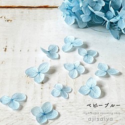 新色繡球花瓣【國產Annabelle Baby Blue 30片裝】Hydrangea&#39;s Fortune &lt;Hy 第1張的照片