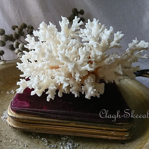 白珊瑚／白サンゴ／ホワイトコーラルNo.2】原木・インテリア雑貨・化石 