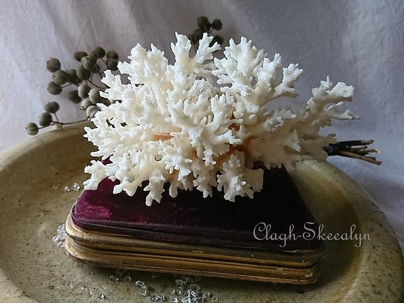 白珊瑚／白サンゴ／ホワイトコーラルNo.2】原木・インテリア雑貨・化石