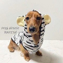 パーカーホワイトタイガー  【SS~M・ﾀﾞｯｸｽｻｲｽﾞ】犬服 ﾄﾞｯｸﾞｳｪｱ 虎 トラ 年賀状 1枚目の画像