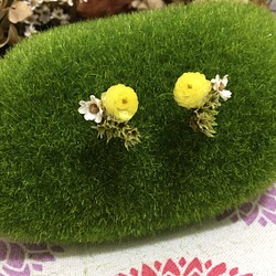 《小清新》|蠟菊、雪花和法國白梅 第1張的照片
