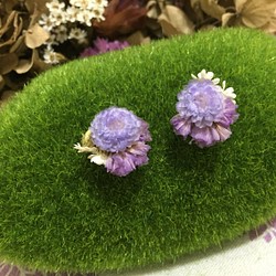 《紫色裙擺》|蠟菊、星辰花和法國白梅 （再次上架） 第1張的照片