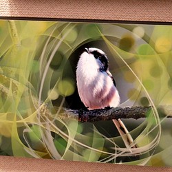 A5サイズの野鳥写真パネルその６ 1枚目の画像